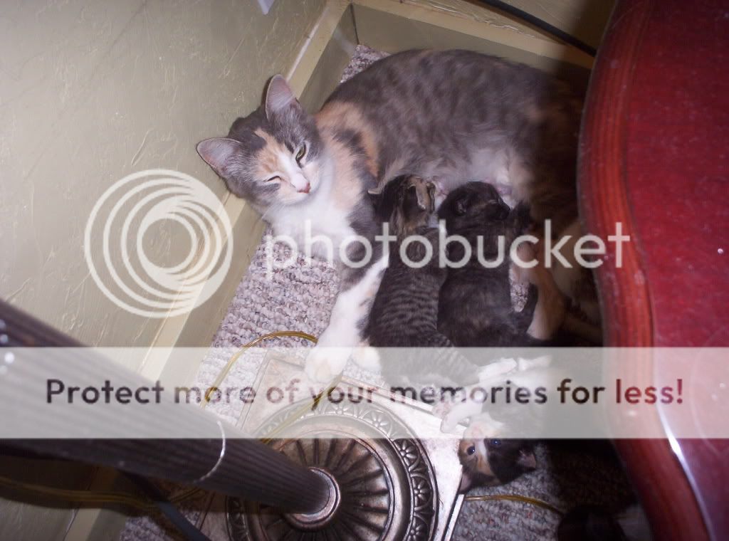 000_0781.jpg New babies picture by spark56_photo