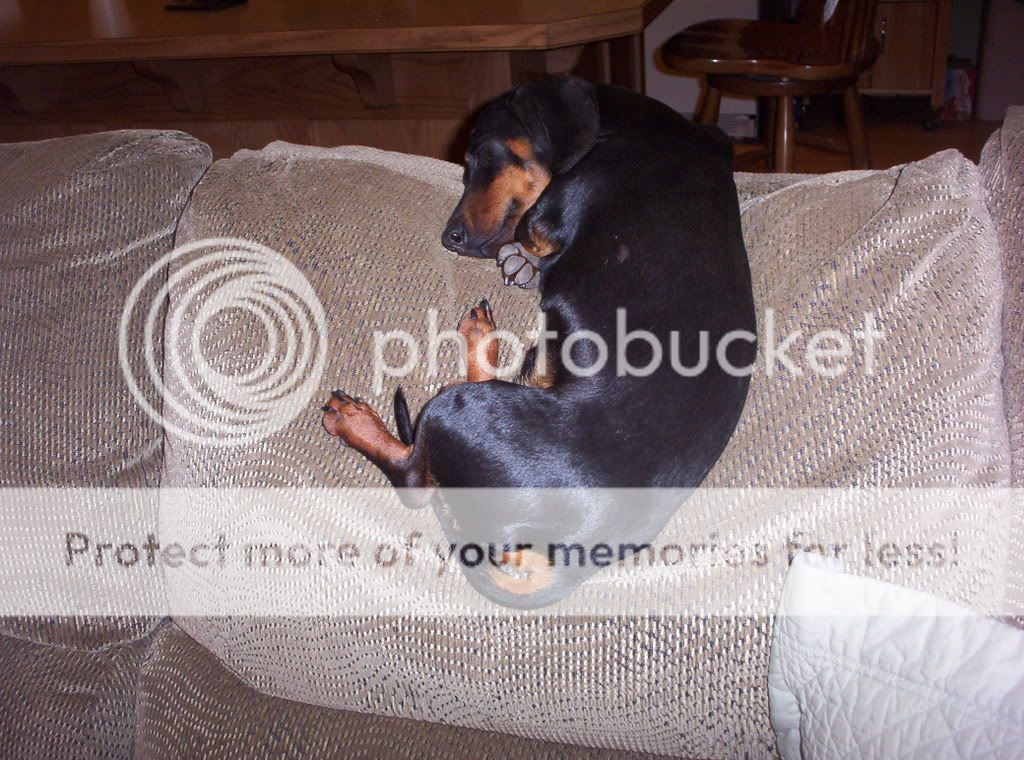 000_0929.jpg chico 2 picture by spark56_photo