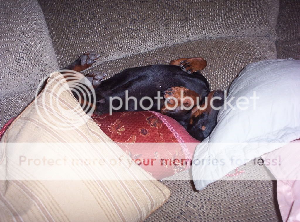 000_0930.jpg Chico 1 picture by spark56_photo