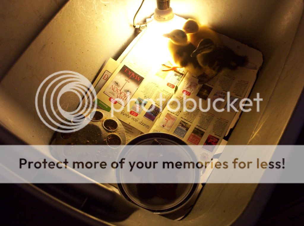 000_0976.jpg baby ducks picture by spark56_photo