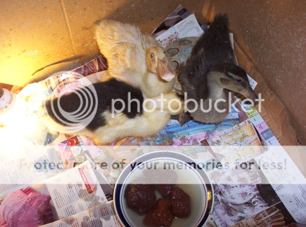 000_0992.jpg growing ducks picture by spark56_photo