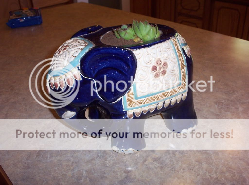 000_1003.jpg Hens and Chicks picture by spark56_photo