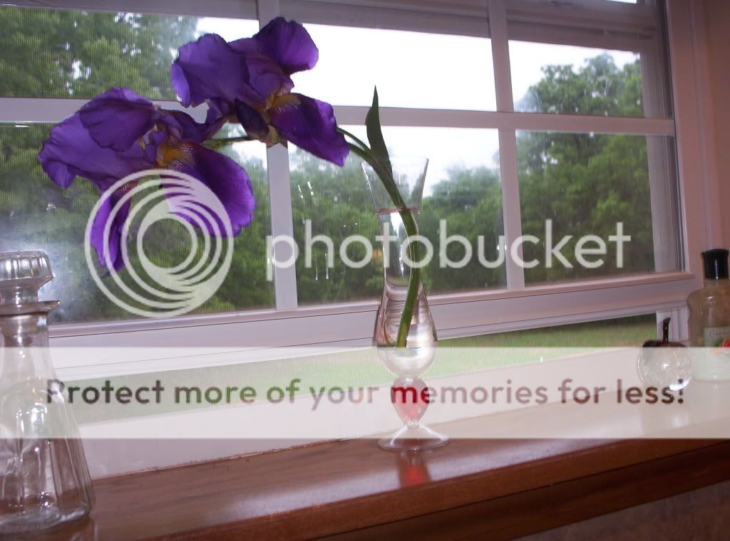 000_1005.jpg Iris and greens picture by spark56_photo