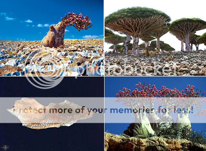 strangeflowers.jpg strange picture by spark56_photo