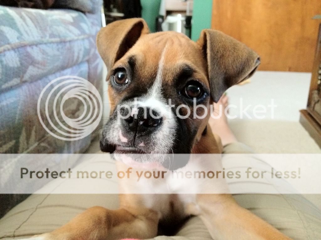 Black Rash/Spots/Raised Area HELP! Boxer Forum Boxer Breed Dog Forums