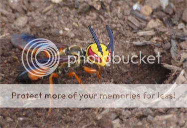 MegaBeedrillbuggroundunderdog.png