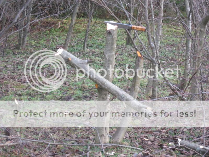 [Linked Image from i321.photobucket.com]