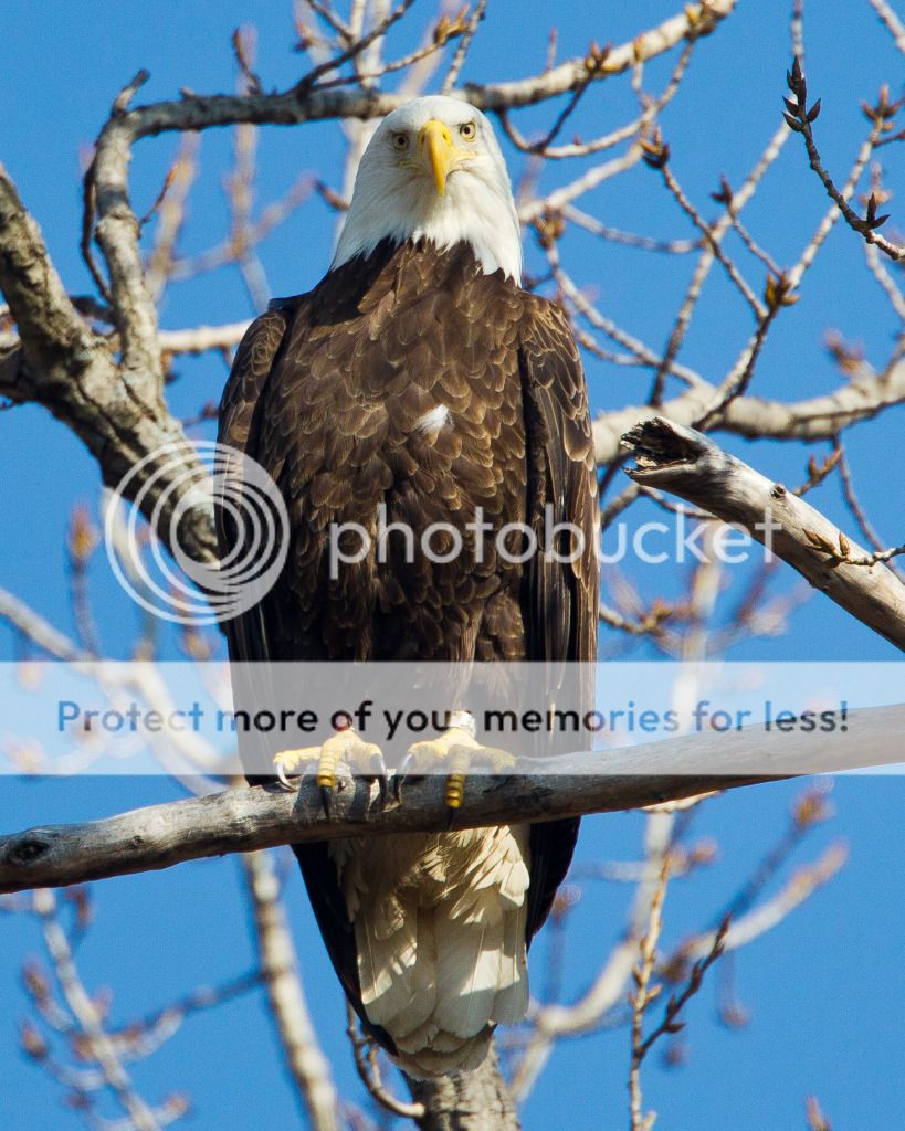 IMAGE: http://i321.photobucket.com/albums/nn395/TTurrill/Spring%20Eagles%202012/TURR7079.jpg