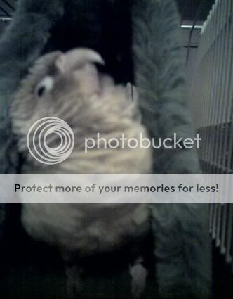 Posted Image
