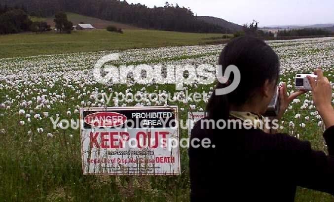 poppy field